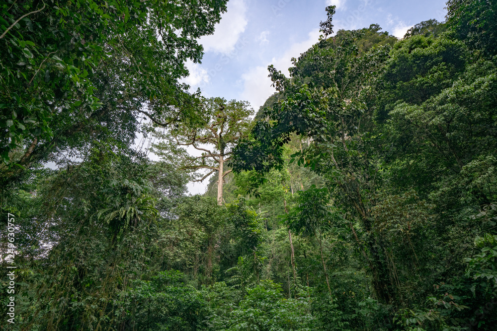 Rainforest View with Mahogany Tree in Mulu National Park, Borneo Malaysia