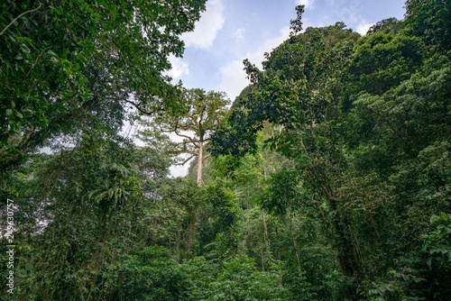 Rainforest View with Mahogany Tree in Mulu National Park  Borneo Malaysia