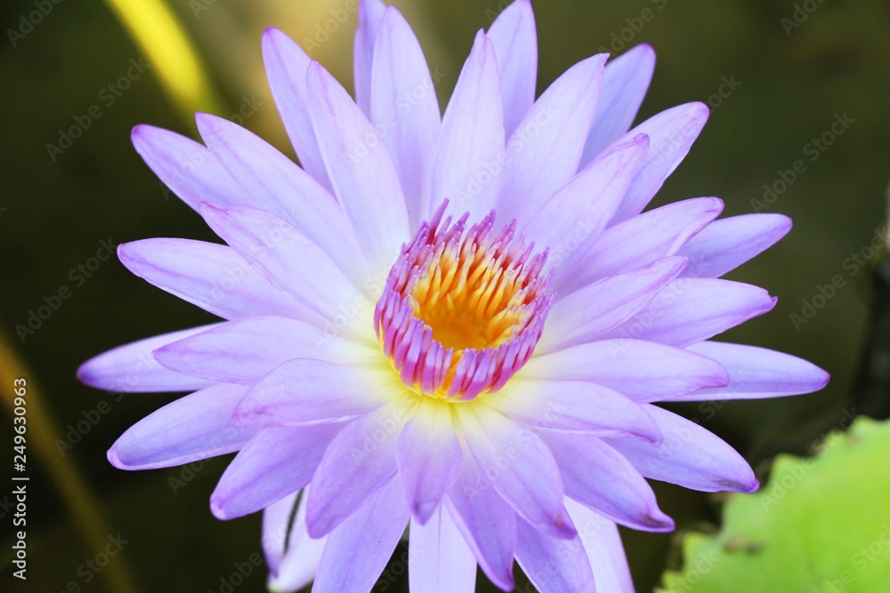Obraz premium Beautiful lotus in the pond with nature