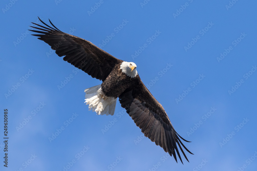 A bald eagle in flight against a blue sky... A bald eagle in flight against a blue sky...