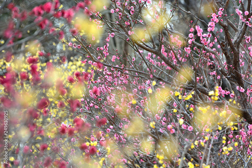 早春の梅の花- ロウバイによる黄色のボケとともに
