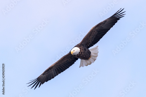 A bald eagle in flight against a blue sky...