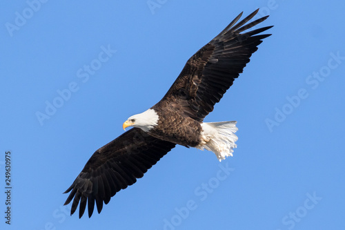 A bald eagle in flight against a blue sky...