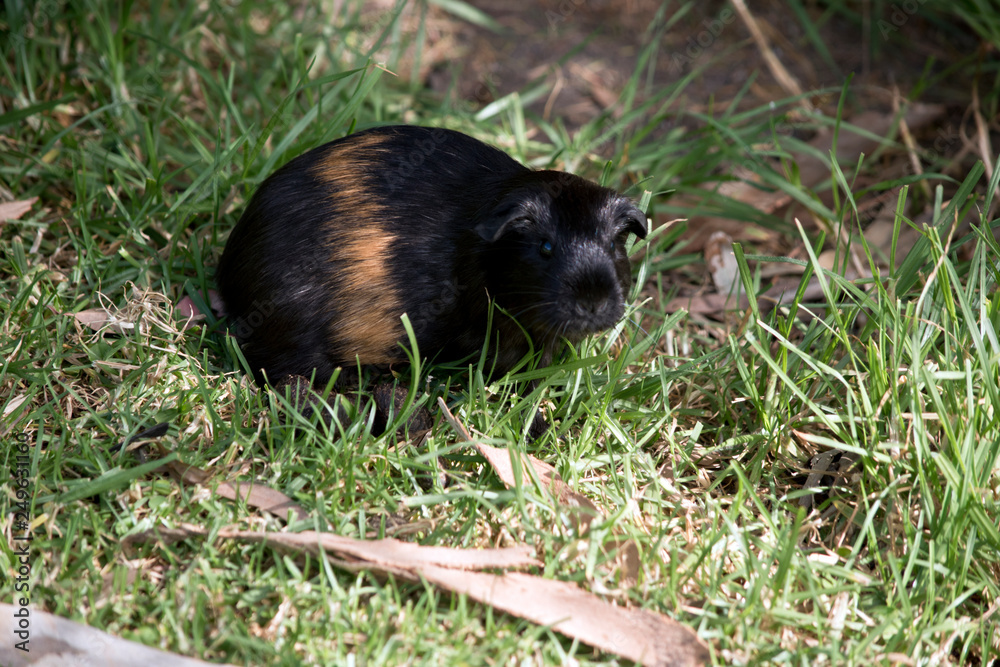 Guinea pig in grass