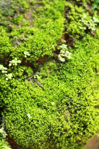 Green moss on rock floor with nature