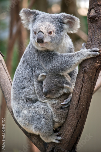 A koala cuddling her  joey