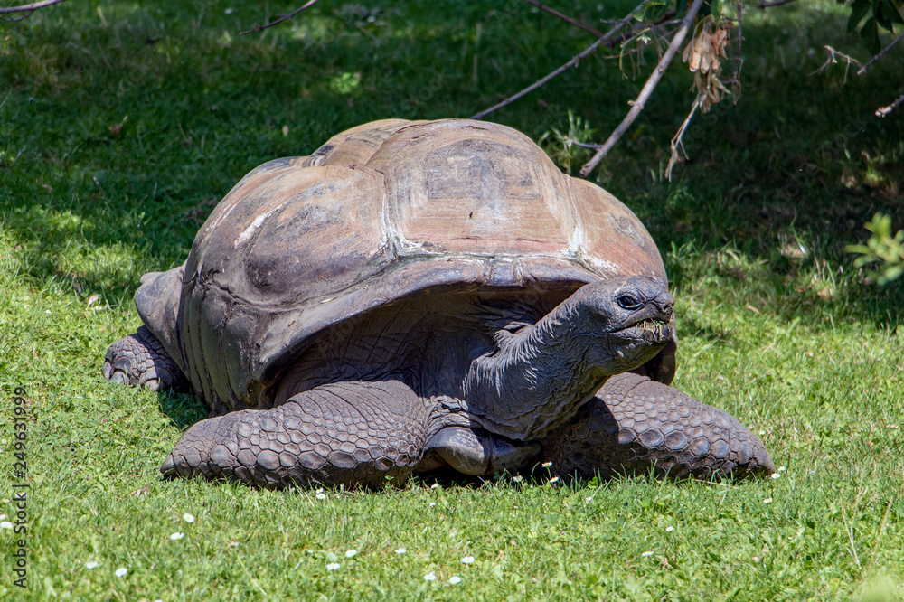 Fototapeta premium The big turtle crawl on the grass and feeds.