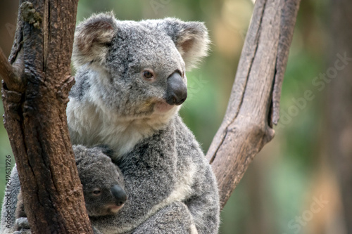 Fototapeta Naklejka Na Ścianę i Meble -  a joey koala climbing a tree
