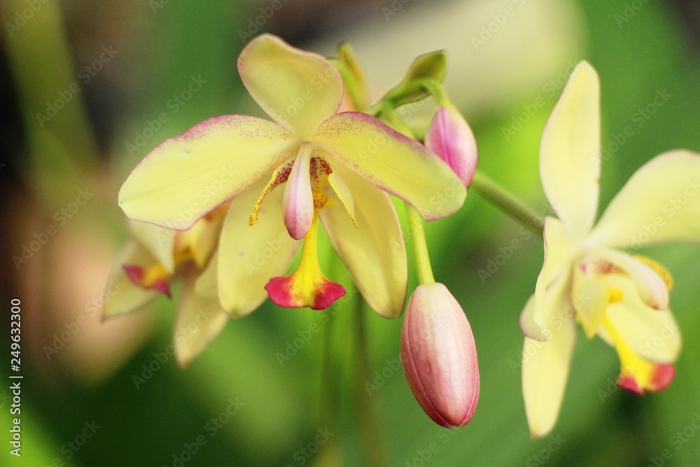 Fototapeta premium Orchid flower at beautiful in the nature