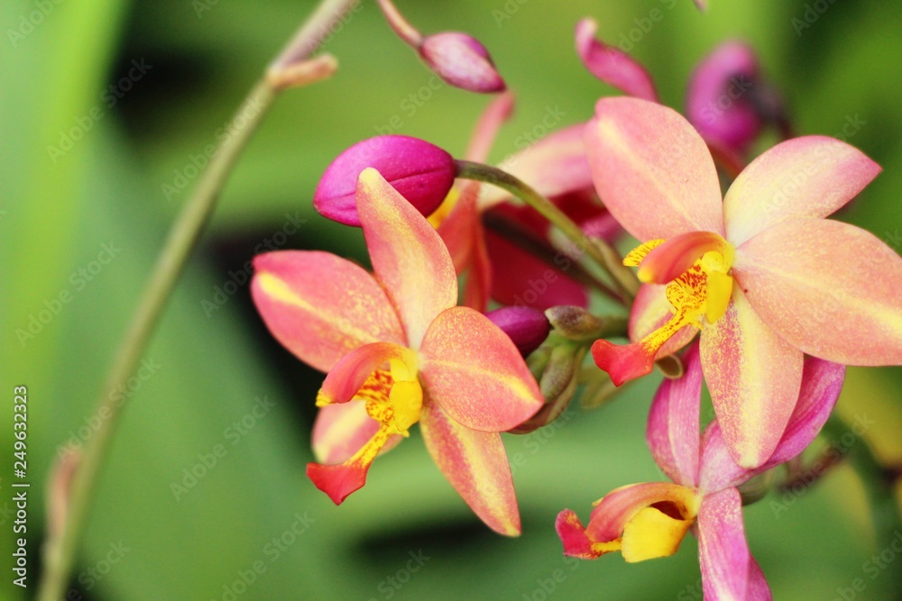 Fototapeta premium Orchid flower at beautiful in the nature