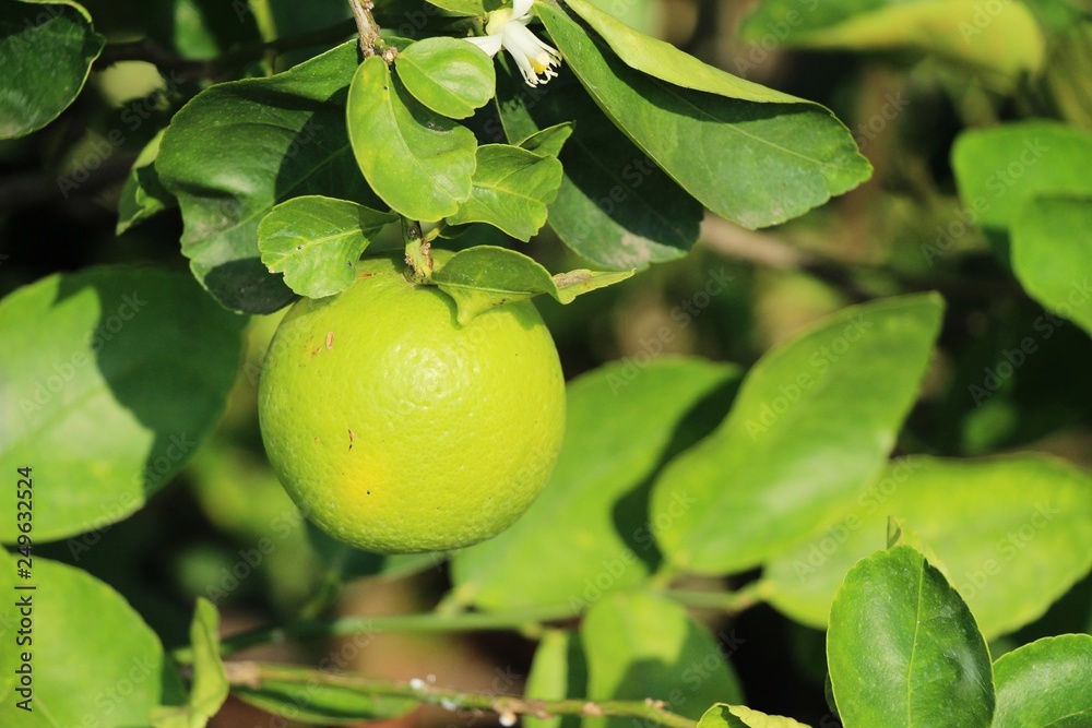 Lemon fruit on the tree with nature