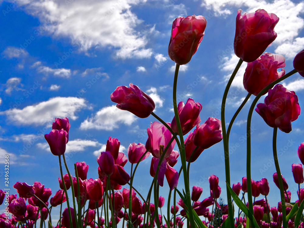 Obraz premium Pink tulips against sky background. Tulip festival near Seattle in Scagit Valley. Mount Vernon. WA. USA