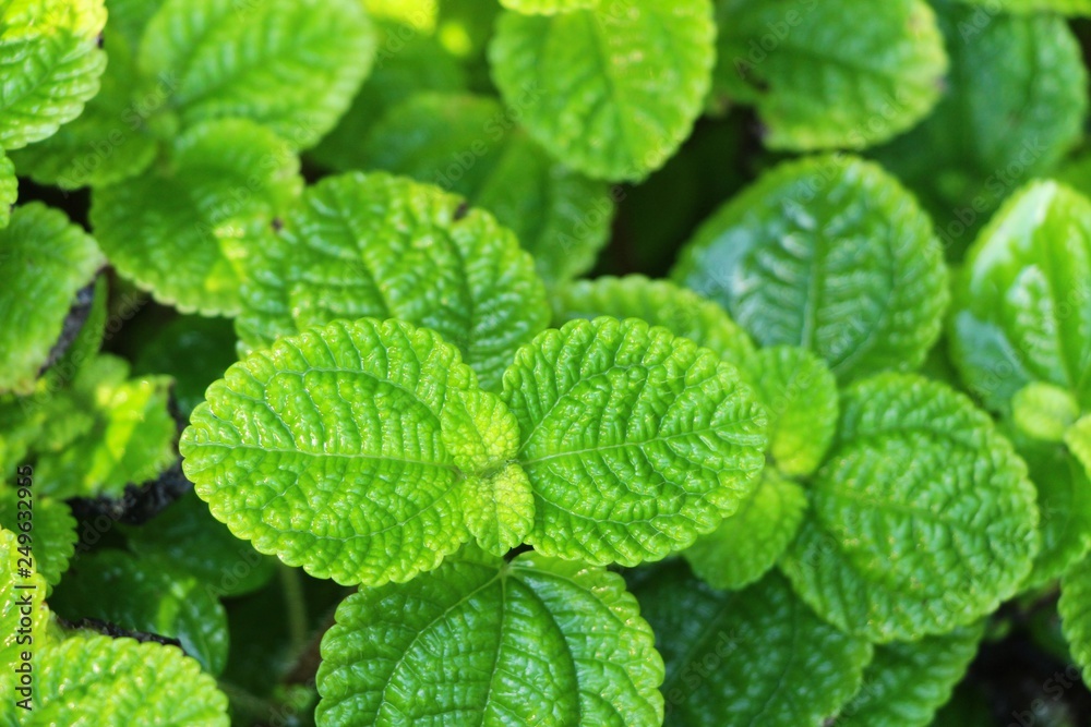 Pepper mint leaves in garden with nature Pepper mint leaves in garden with nature
