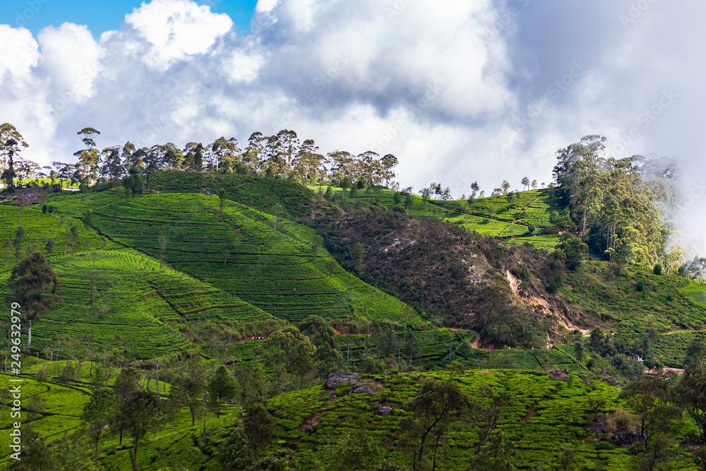 Obraz premium Tea plantation near Haputale. Sri Lanka.