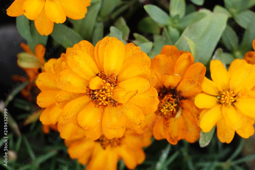 Dailsy flower beautiful in garden the nature Dailsy flower beautiful in garden the nature