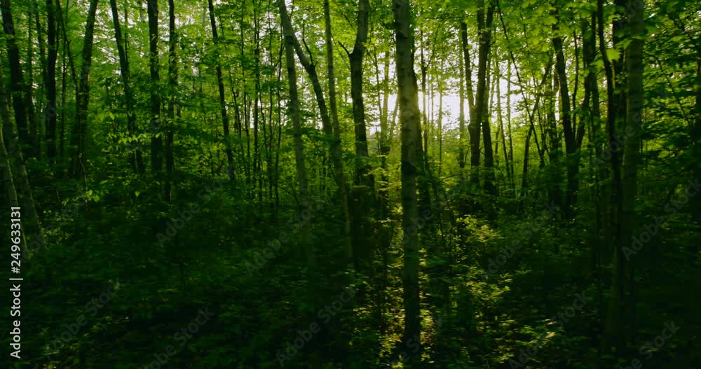 4k video sun flare beaming through the woods during sunrise as camera moves from right to left 4k video sun flare beaming through the woods during sunrise as camera moves from right to left