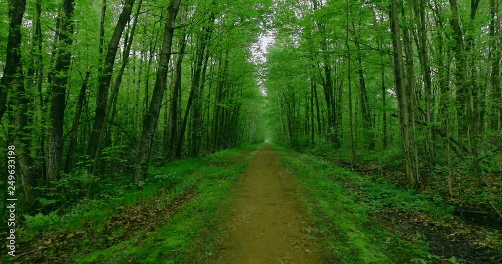 A slow walk through the woods on an overcast day in the spring using camera moments to guide the viewer. A slow walk through the woods on an overcast day in the spring using camera moments to guide the viewer.