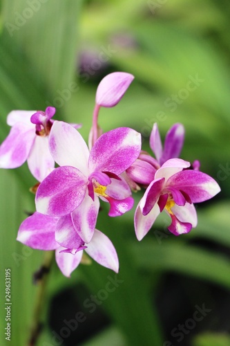 Orchid flower at beautiful in the nature