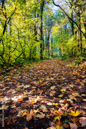 The footpath is covered with carpet of fallen leaves in the autumn forest on the mountainside