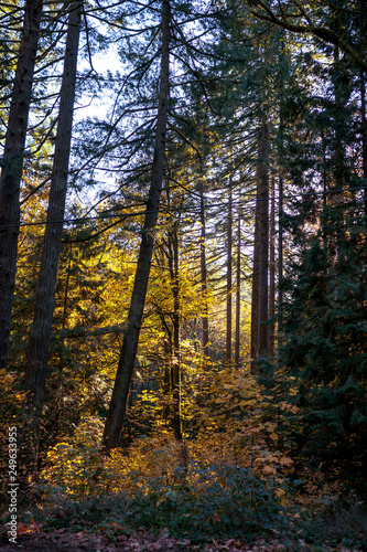 The landscape of dark wild autumn forest overgrown with shrubs lit by sunlight © vit