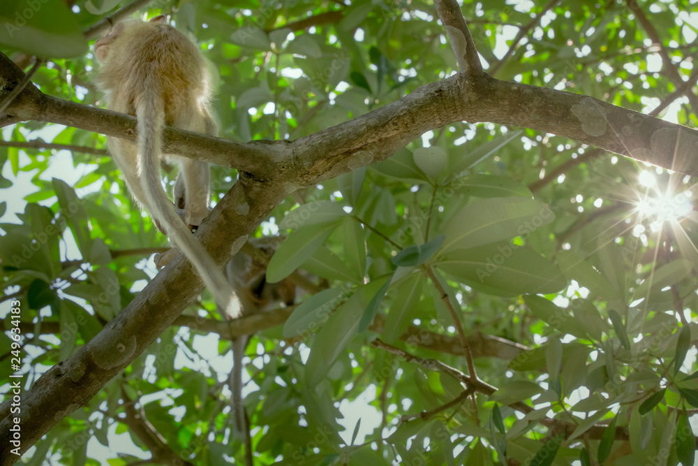 Monkey Monkey