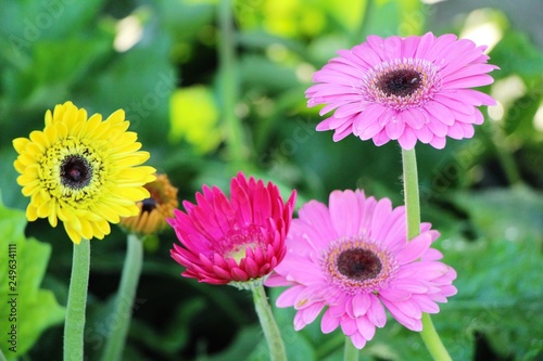 Gerbera flowers in garden with the nature