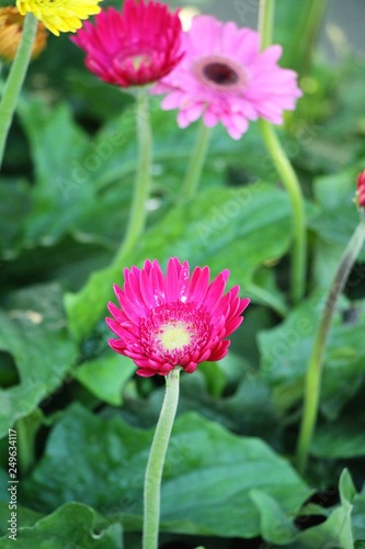 Gerbera flowers in garden with the nature