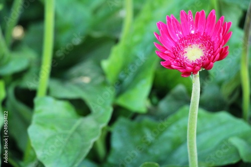 Gerbera flowers in garden with the nature