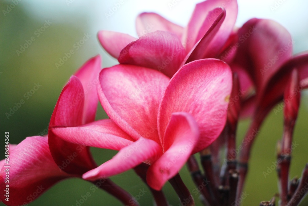 Fototapeta premium Plumeria flower with beautiful in the nature