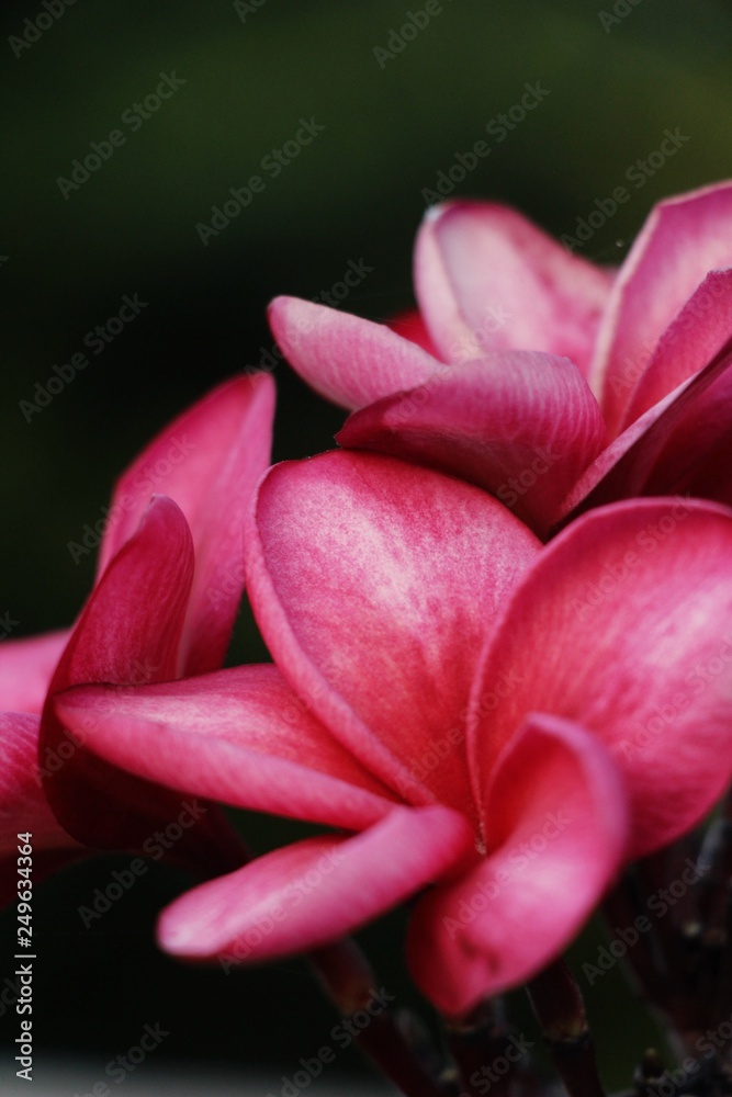 Plumeria flower with beautiful in the nature