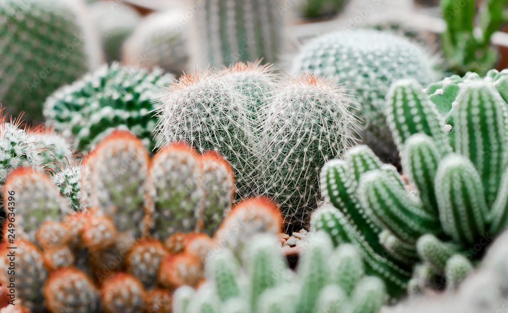 Cactus in pots. Cactus in pots.