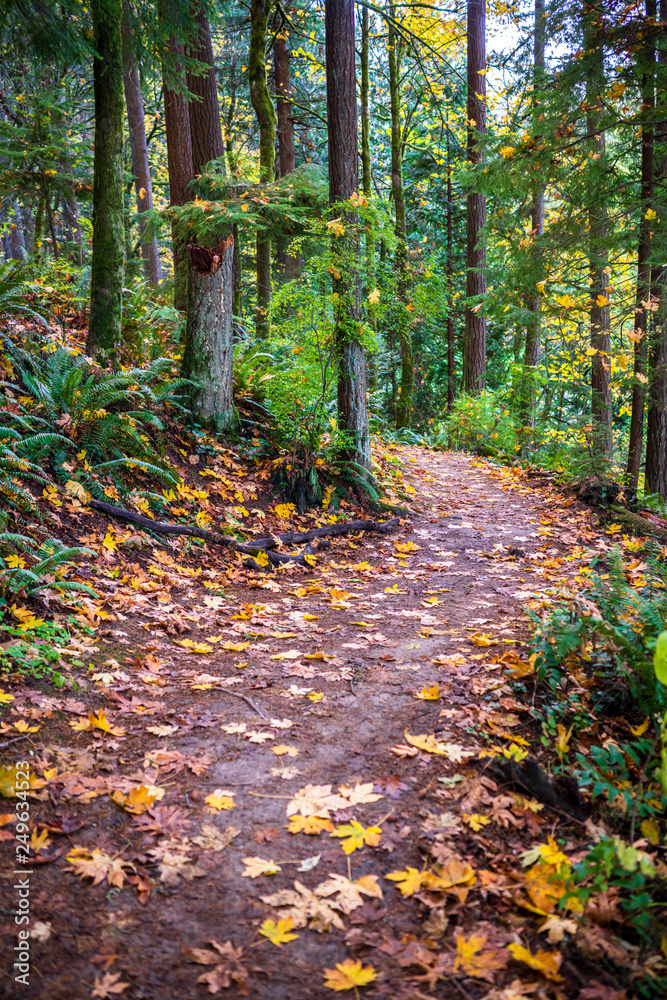 Obraz premium The winding footpath is covered with fallen leaves in the autumn forest on the mountainside