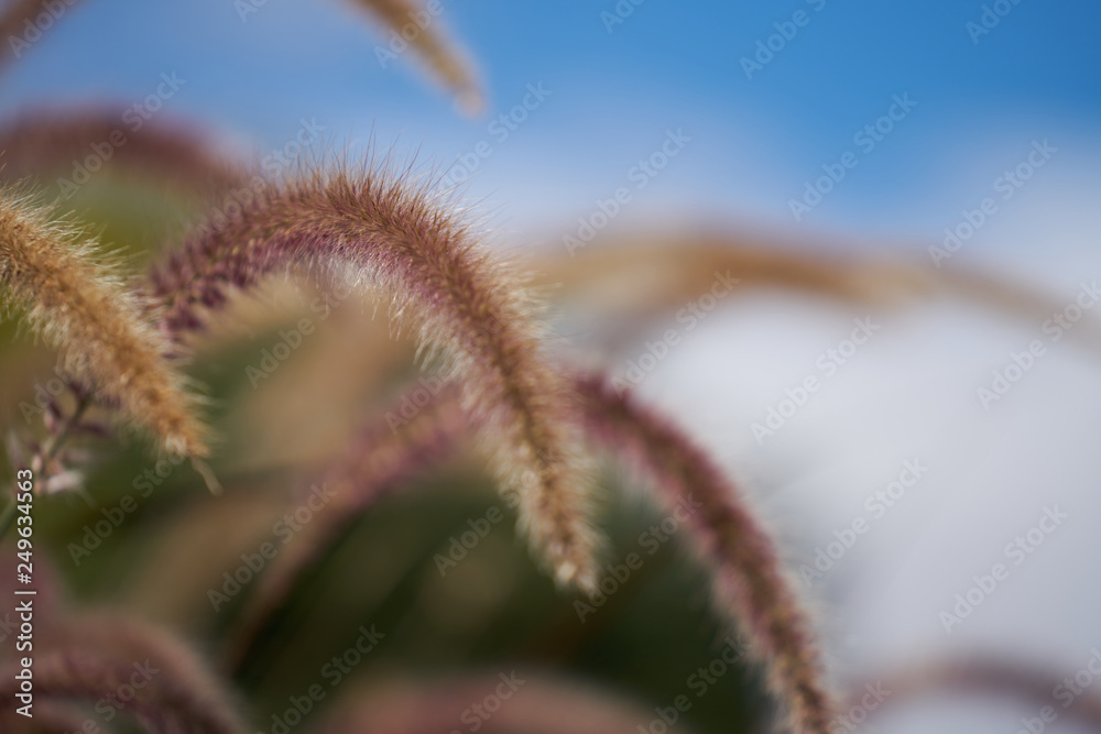 Obraz premium Grass Seeds