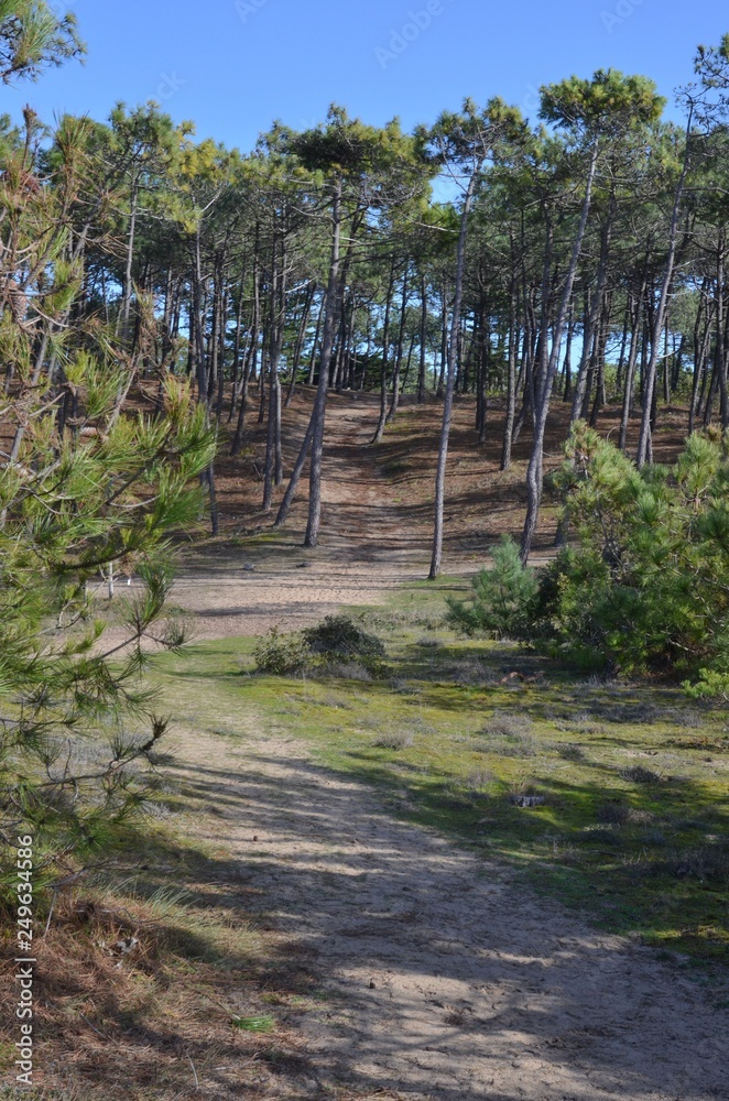 Bois des éloux, Noirmoutier en île, Vendée, France Bois des éloux, Noirmoutier en île, Vendée, France