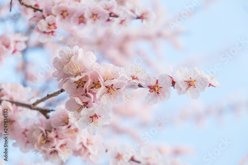 Soft focus of Cherry blossoms in full bloom.