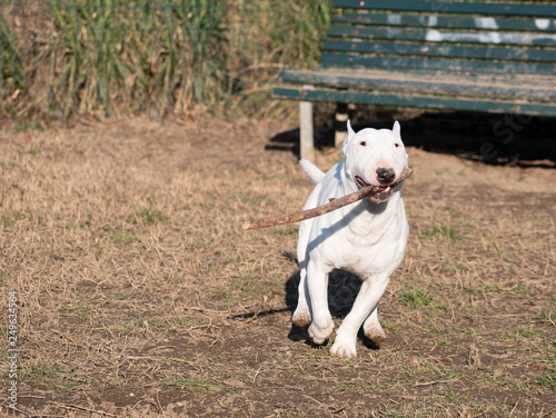 White Bull terrier miniatures