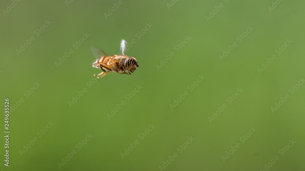 Isolated close up of a single bumble bee in flight with green background- Israel