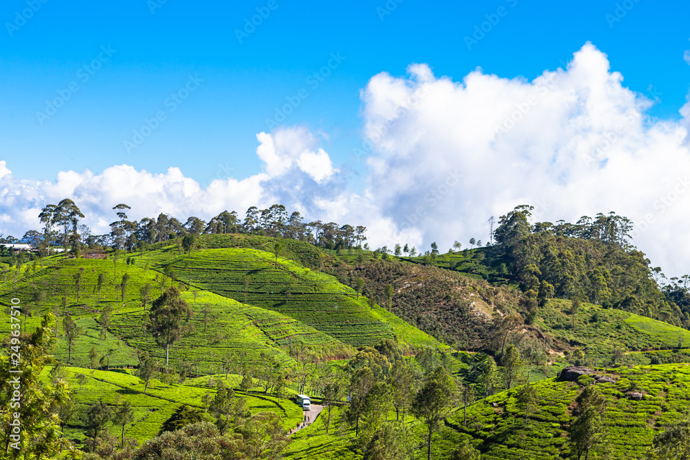Fototapeta premium Tea plantation near Haputale. Sri Lanka.