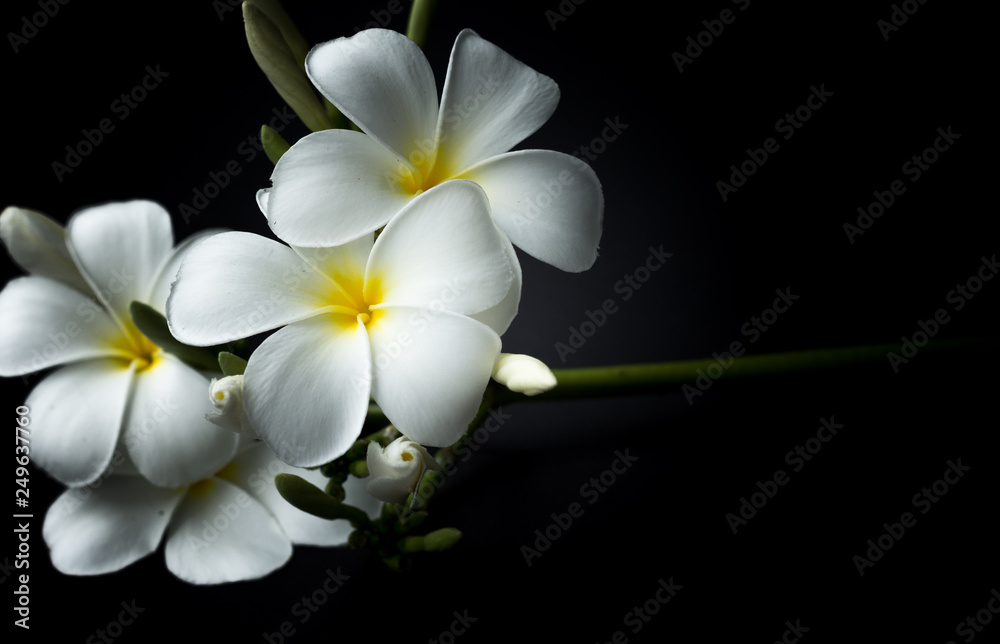 Fototapeta premium White Plumeria or frangipani in black background theme