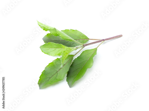 Wallpaper Mural fresh green basil herb leaves isolated on white background. Sweet Genovese basil Torontodigital.ca