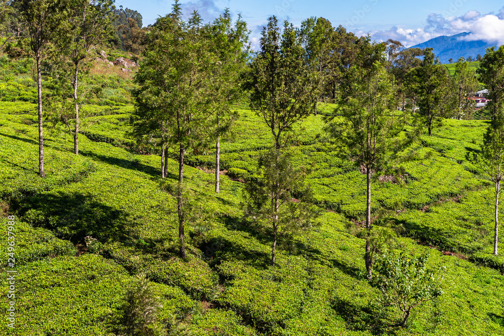 Tea plantation near Haputale. Sri Lanka. Tea plantation near Haputale. Sri Lanka.