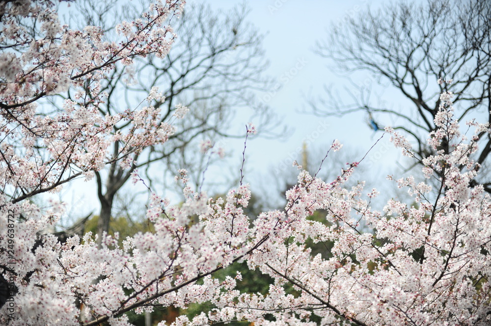 The beautiful cherry blossoms bloom in spring The beautiful cherry blossoms bloom in spring