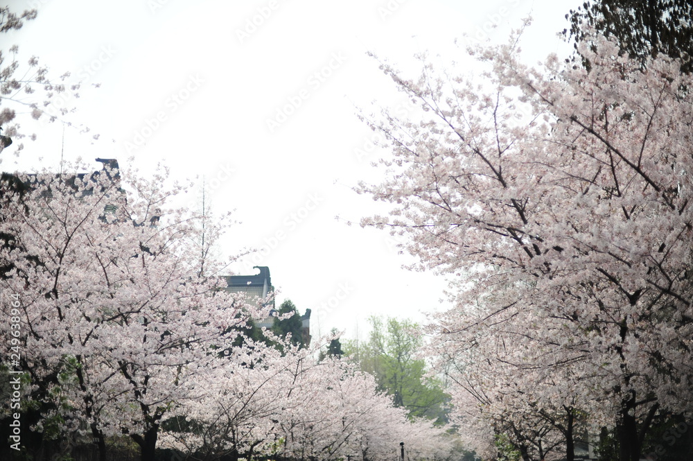 The beautiful cherry blossoms bloom in spring The beautiful cherry blossoms bloom in spring
