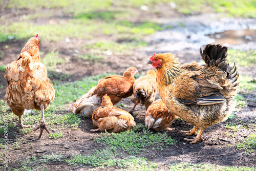Red chicken (mother) with chickens digging in the ground, looking for food, resting, lying