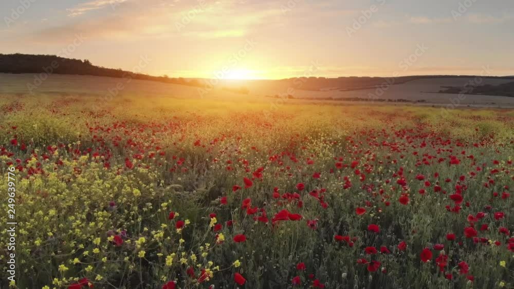 Flight over field of red poppies at sunset. Beautiful flowers and spring nature composition. Flight over field of red poppies at sunset. Beautiful flowers and spring nature composition.