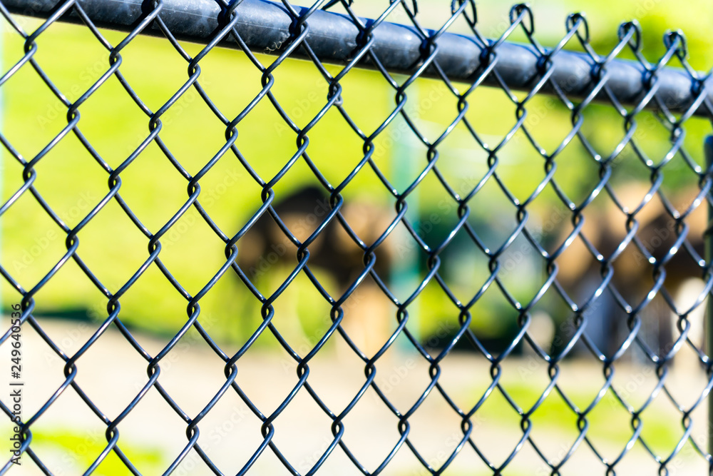 Fototapeta premium Camel - Animal, Living Organism ,Mammals