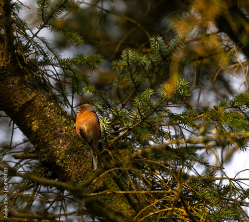 Robin on a tree