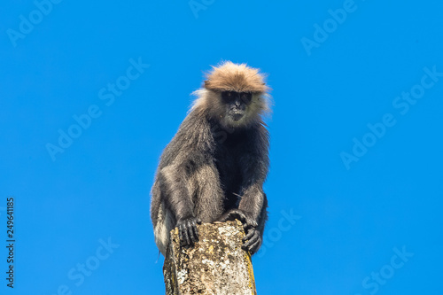 Purple faced langur sitting on pole. Sri Lanka.