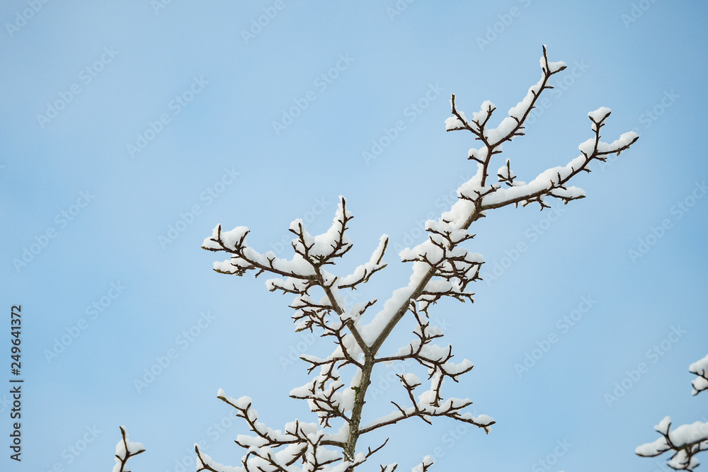 leafless tree branches covered in snow in the park under cloudy blue sky on a winter morning