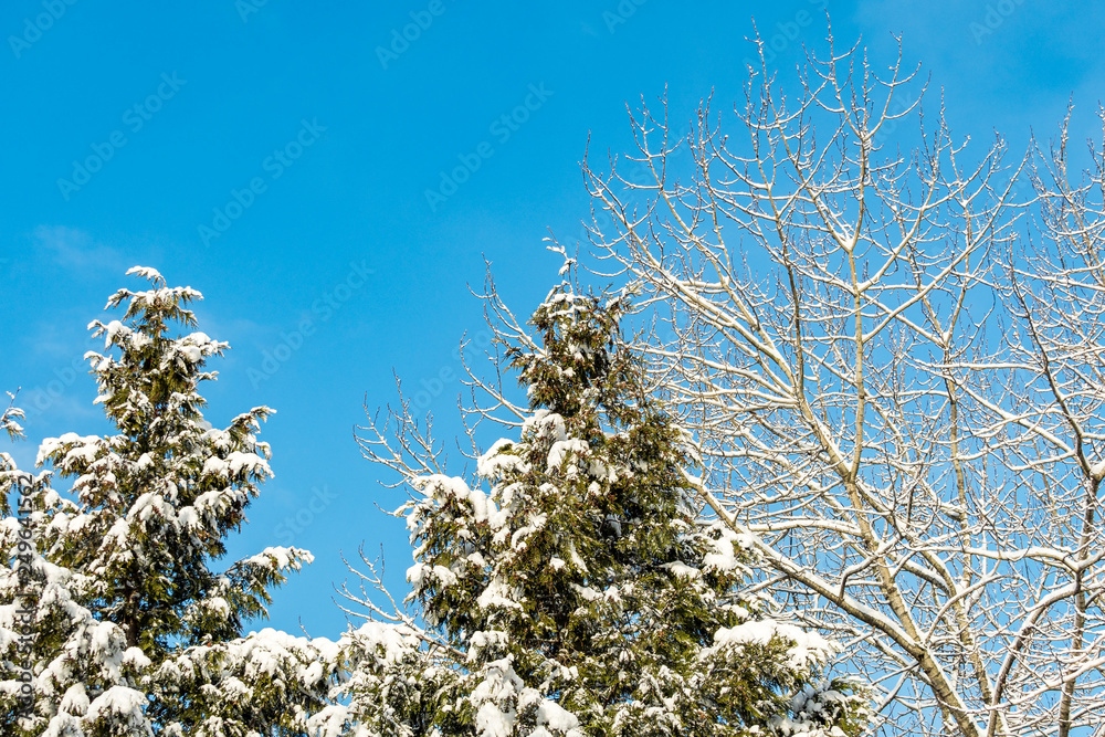 pine trees and leafless branches covered under snow under blue sky in the park pine trees and leafless branches covered under snow under blue sky in the park